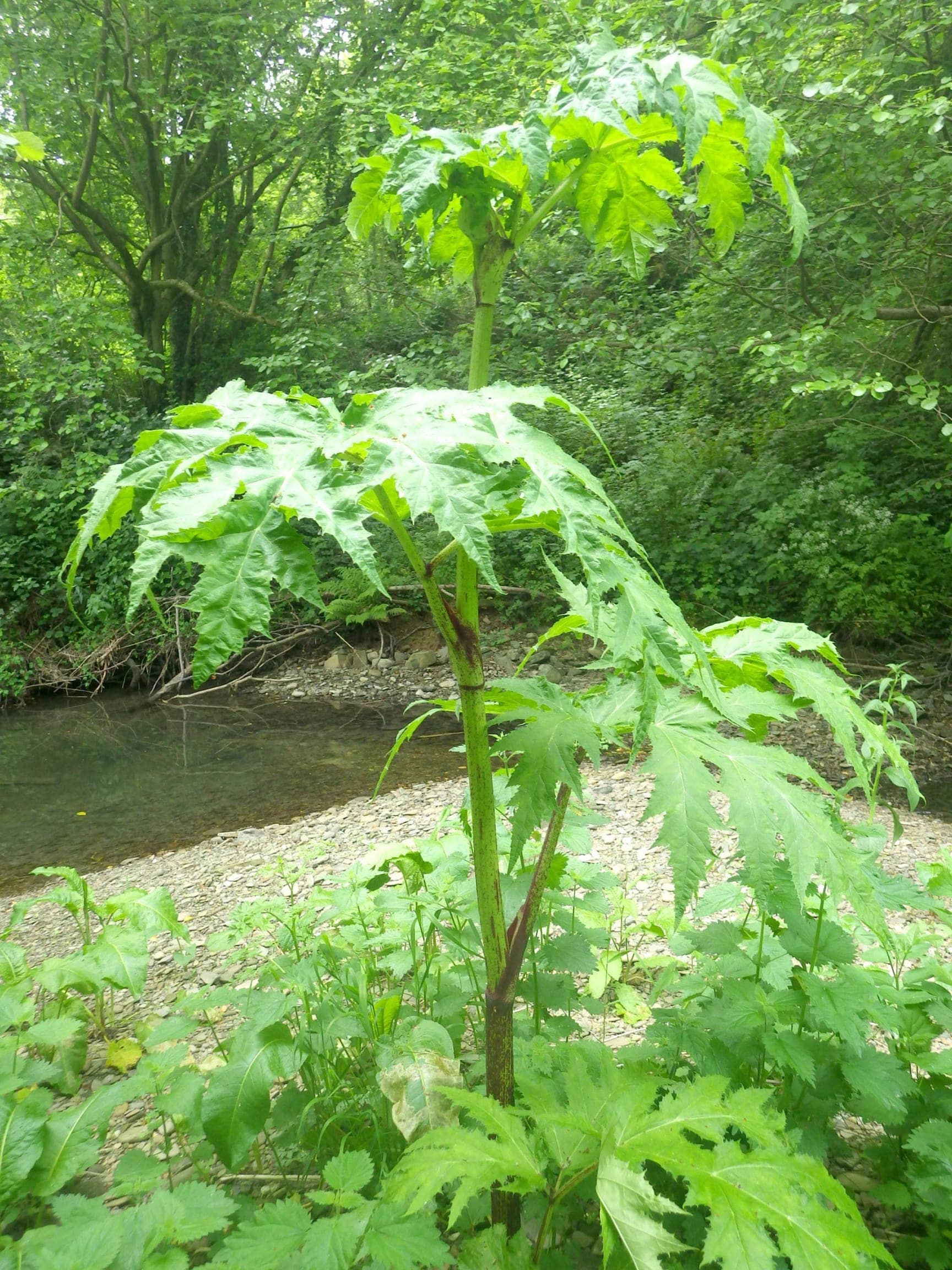 A Giant hogweed plant found in a new location on the river Arrow in June 2019. The Foundation were alerted and the plant dealt with before its seeds were spread downstream