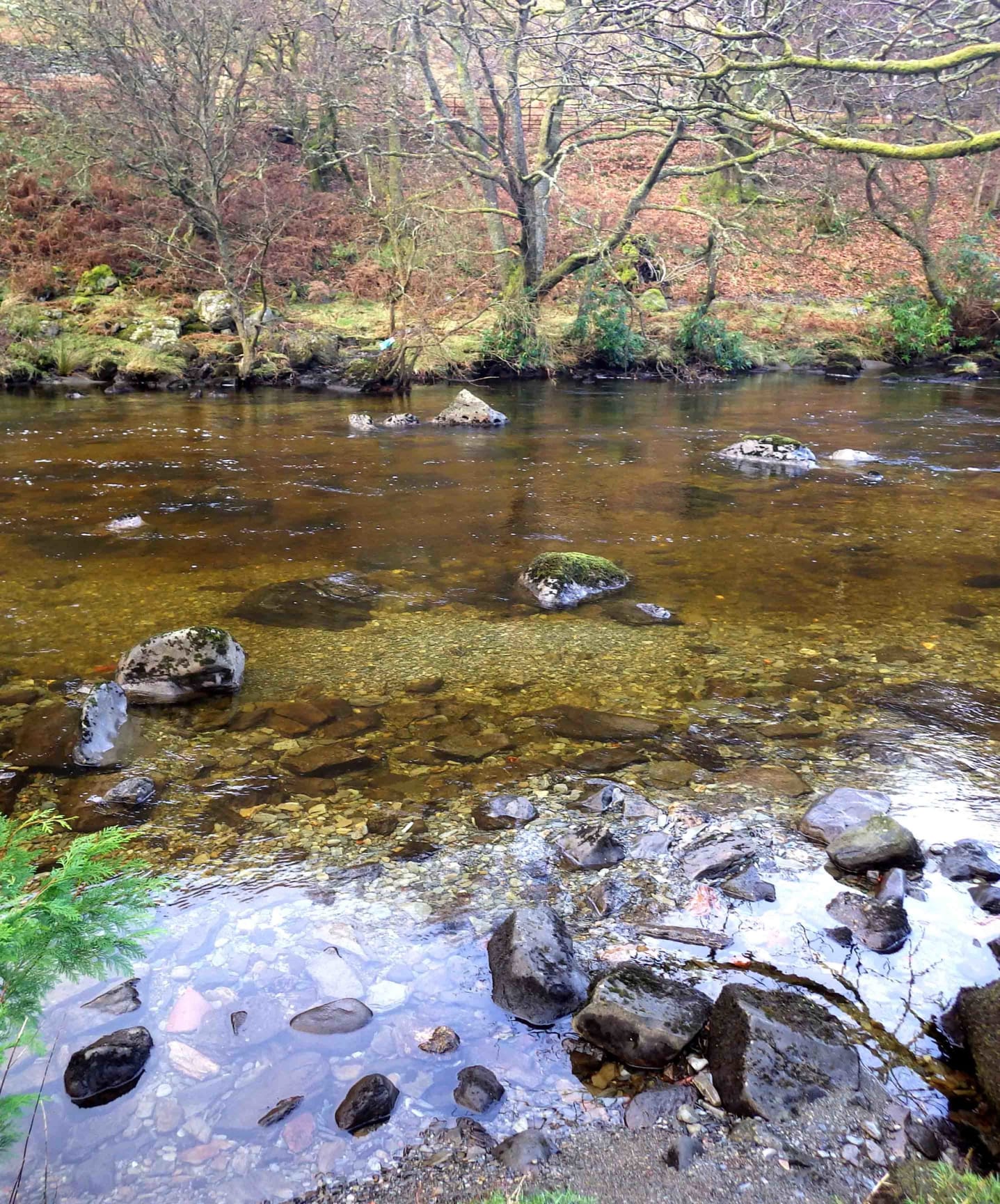 A newly formed gravel bar in the upper Elan last December. We now know that areas like this were used by both salmon and trout to spawn last winter
