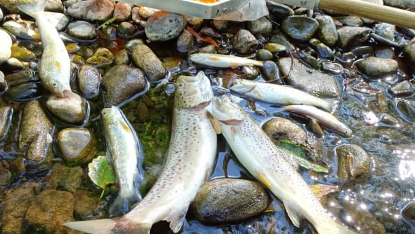 Another Fish Kill For The Afon Llynfi