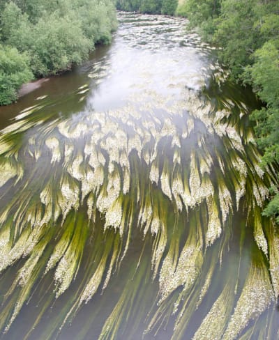 If fish species in the main Wye are to thrive, the severity of the current algal blooms must be reduced.