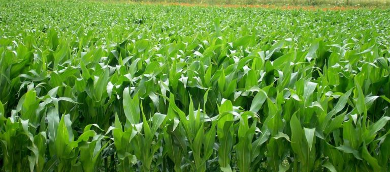 Improving Maize Practices
