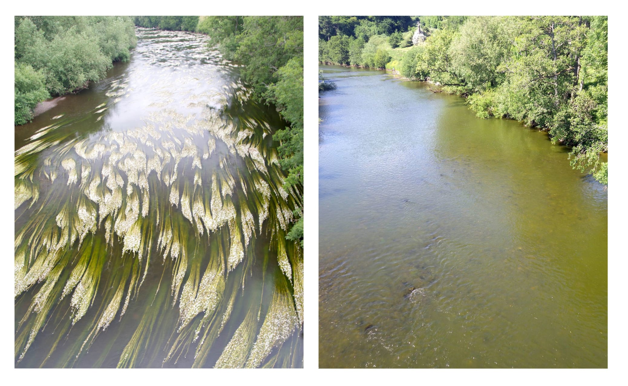 Left: The Wye at Bridge Sollers, a few miles upstream of Hereford, in July 2013 showing clear water and extensive beds of ranunculus. Right: Early June this year. The photo clearly shows the algal bloom and, although earlier in the year, a significan