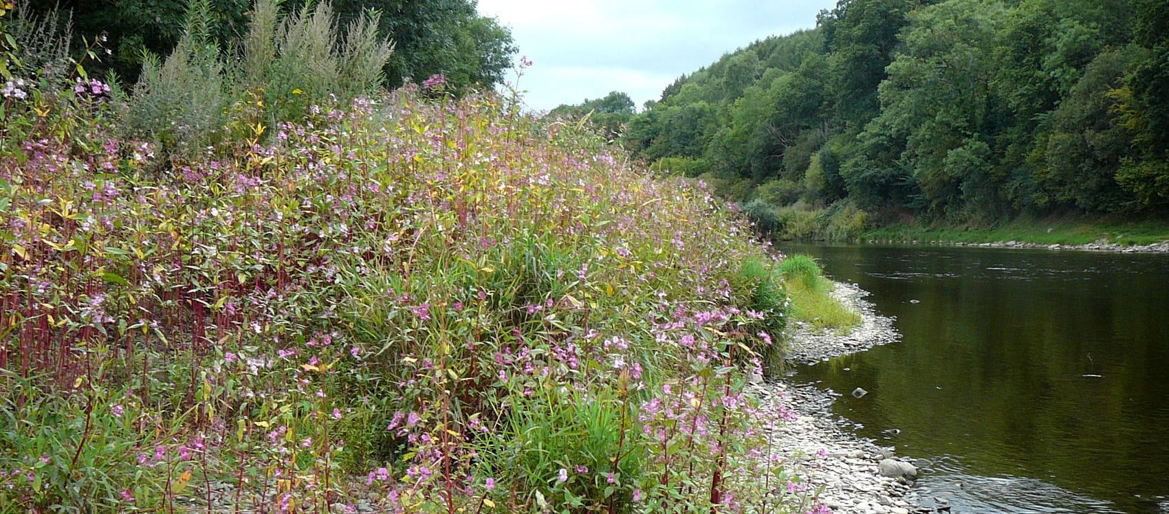 New Project To Tackle Himalayan Balsam