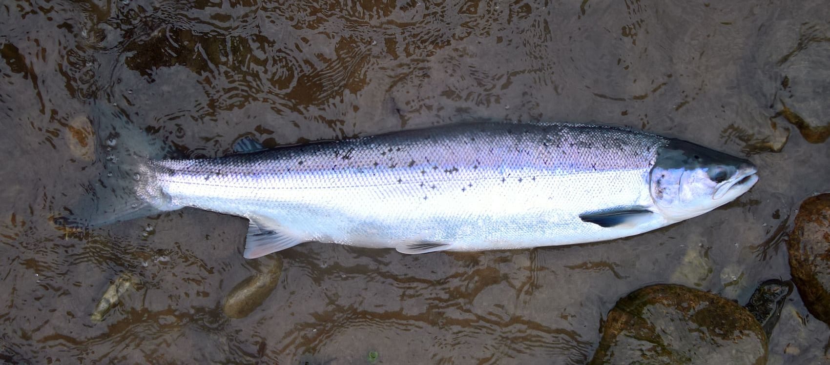 New Wye & Usk Salmon Season Off To A Strong Start