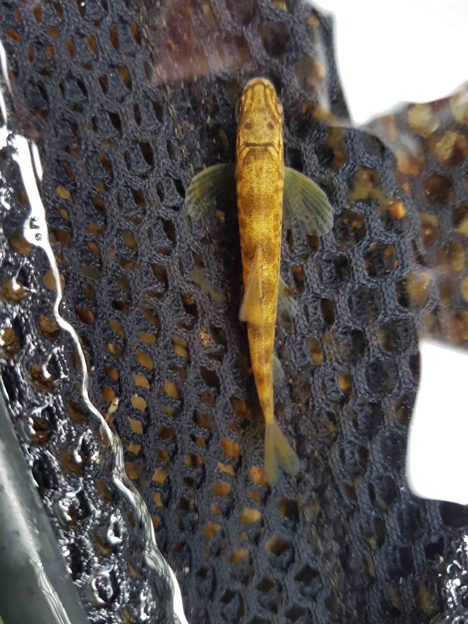 One of the salmon fry found in the newly gravelled areas