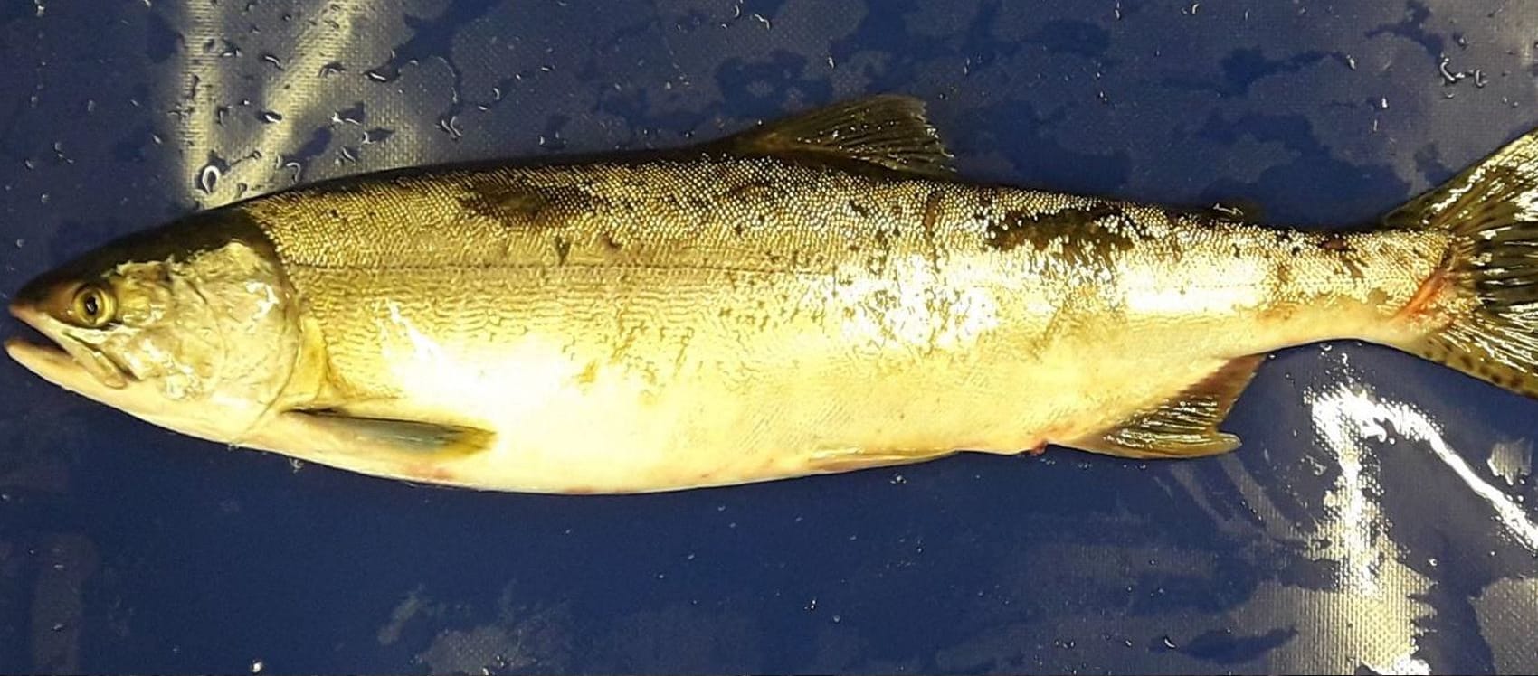 Pink Salmon Alert for Welsh Rivers