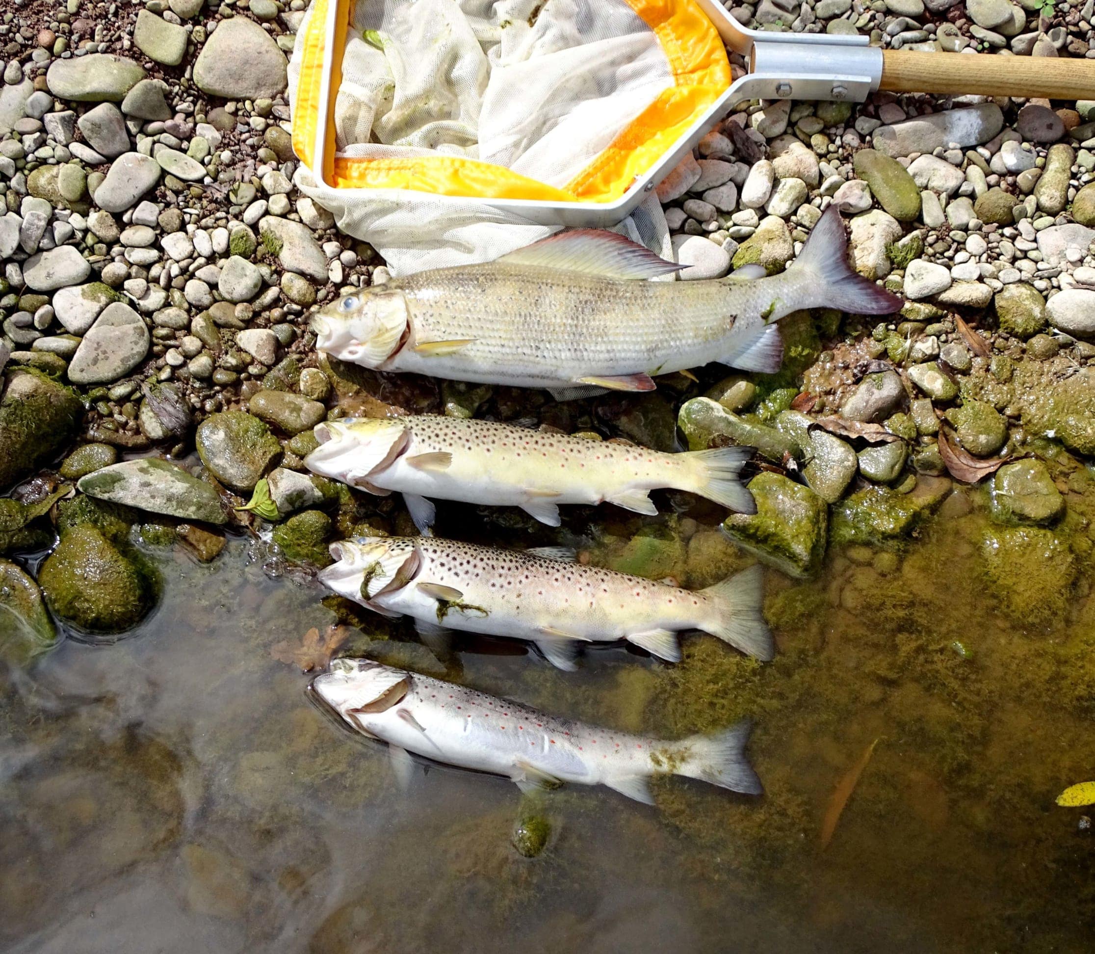 Some of the dead trout and grayling from the Llynfi on Saturday.