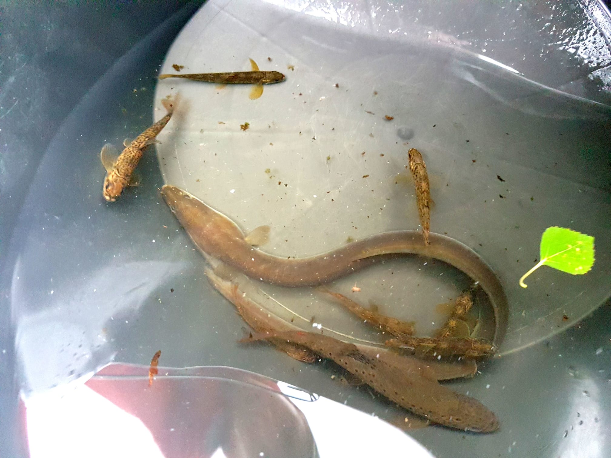 Some of the fish caught from the gravel introduction site - salmon fry, adult trout, trout fry and an eel.