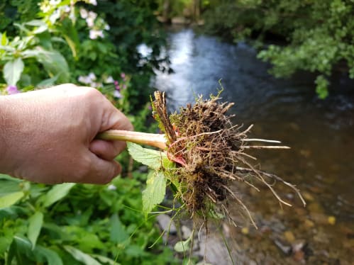 The problem for rivers is that the root structure of Himalayan balsam is very shallow, meaning there is nothing to armour the banks in the winter flows