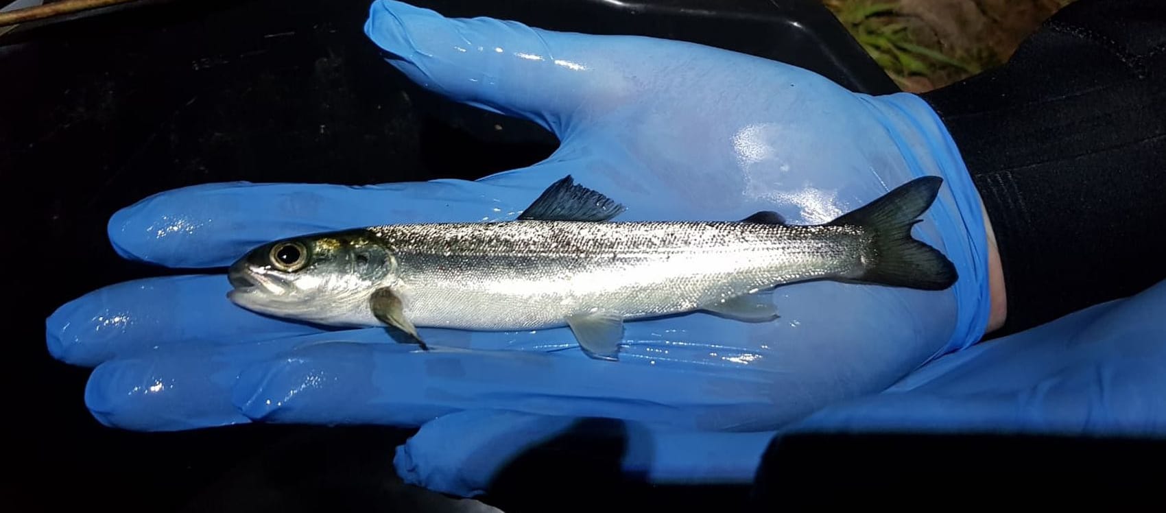 Usk Smolt Tracking Project Underway