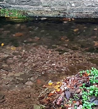 A trout redd in the Ennig brook in Talgarth