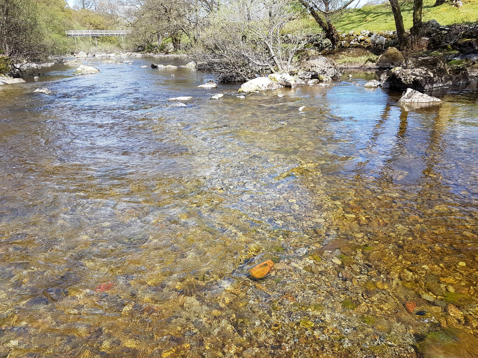 Newly introduced gravel in the Elan. The river is producing considerably more juvenile salmon and trout since the gravel introductions started in 2016