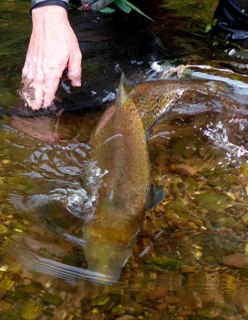 Upper Wye and Usk salmon anglers at least have a chance to end their season their season well! Photo: Guy Mawle